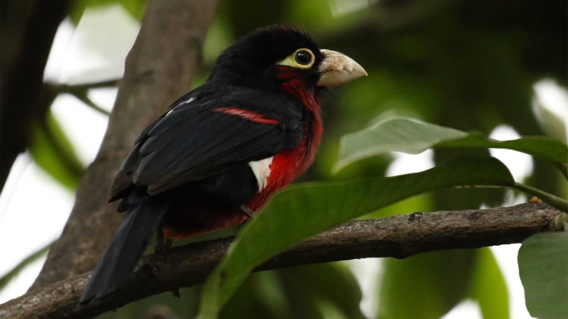 赛道与球场，F1揭幕战之夜与布克火热状态的交响